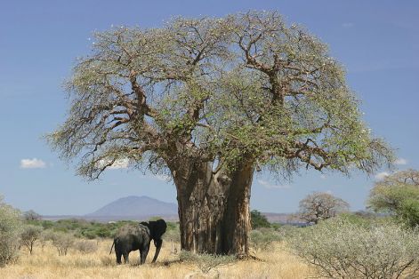 800px-baobab_and_elephant_tanzania_.jpg